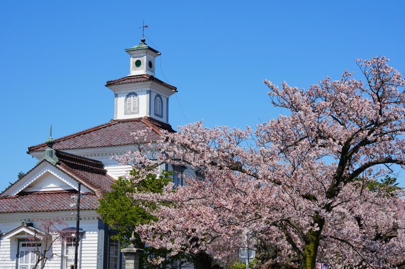 桜の季節の「鶴岡公園」