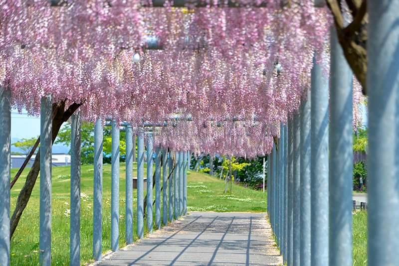 「藤島歴史公園」の藤の花